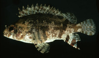 Centrogenys vaigiensis, False scorpionfish: fisheries