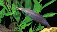 Heteropneustes microps, : fisheries, aquarium