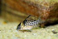 Corydoras agassizii, : aquarium
