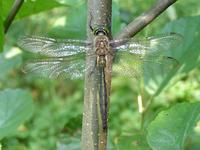 Somatochlora metallica - Brilliant Emerald