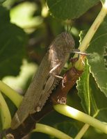 Anacridium aegyptium - Egyptian Locust