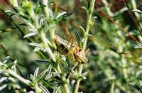 Poecilimon orbelicus