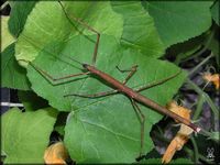 Lopaphus perakensis