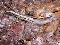 Limax cinereoniger