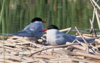 Sterna paradisaea - Arctic Tern