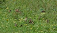 Lonchura castaneothorax - Chestnut-breasted Munia