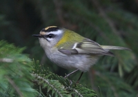 Regulus ignicapilla - Firecrest