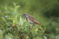 Luscinia svecica - Bluethroat