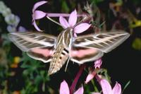 Image of: Hyles lineata (white-lined sphinx moth)