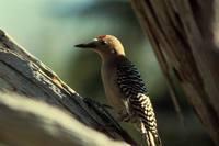 Melanerpes uropygialis - Gila Woodpecker