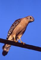 Image of: Buteo lineatus (red-shouldered hawk)