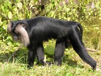 Macaca silenus - Liontail Macaque