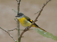 Image of: Pericrocotus solaris (grey-chinned minivet)