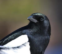Image of: Pica pica (common magpie)