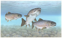 Image of: Salmo salar (Atlantic salmon)