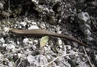 Diploglossus atitlanensis
