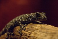 Ptyodactylus hasselquistii
