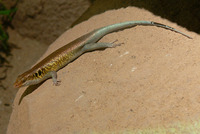 Trachylepis margaritifera