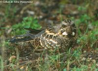 Indian Nightjar - Caprimulgus asiaticus