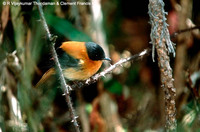 Black-and-orange Flycatcher - Ficedula nigrorufa