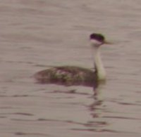 Western Grebe - Aechmophorus occidentalis