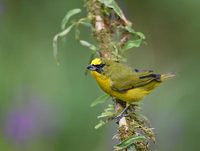 Yellow-crowned Euphonia (Euphonia luteicapilla) photo