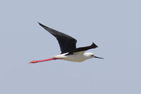 Black-winged Stilt (Himantopus himantopus) photo