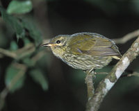 Velvet Asity (Philepitta castanea) photo