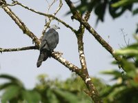 Gray-headed Kite - Leptodon cayanensis