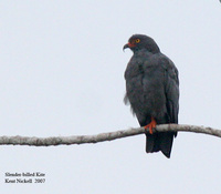 Slender-billed Kite - Rostrhamus hamatus