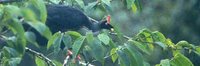 Horned Guan - Oreophasis derbianus