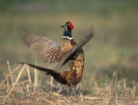 Ring-necked Pheasant (Phasianus colchicus) photo