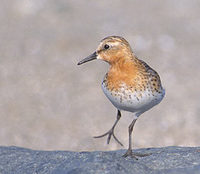 Red-necked Stint (Calidris ruficollis) photo