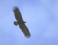 Greater Spotted Eagle (Aquila clanga) photo