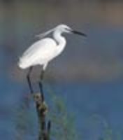 Mike Danzenbaker's Little Egret (Egretta garzetta) Photo Page