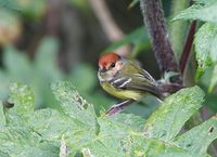 Rufous-crowned Tody-Tyrant (Poecilotriccus ruficeps) photo