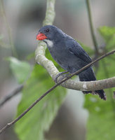 Slate-colored Grosbeak (Pitylus grossus) photo