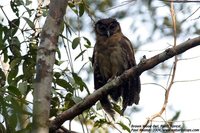 Brown Wood-Owl - Strix leptogrammica