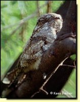 Indian Nightjar - Caprimulgus asiaticus