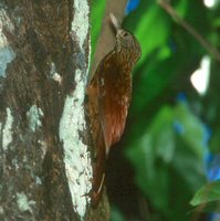 Zimmer's Woodcreeper - Dendroplex kienerii