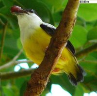 White-collared Manakin - Manacus candei