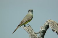 Tropical Kingbird - Tyrannus melancholicus