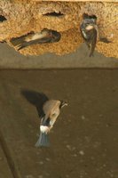 South African Swallow - Petrochelidon spilodera