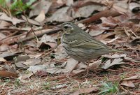 Olive-backed Pipit - Anthus hodgsoni