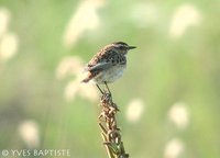 Whinchat - Saxicola rubetra