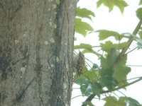Short-toed Treecreeper - Certhia brachydactyla