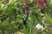 Variable Sunbird - Cinnyris venustus