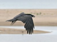 Common Raven - Corvus corax