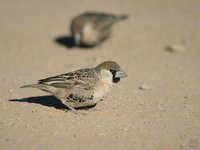 Social Weaver - Philetairus socius