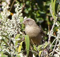 Streaky-headed Seedeater - Serinus gularis